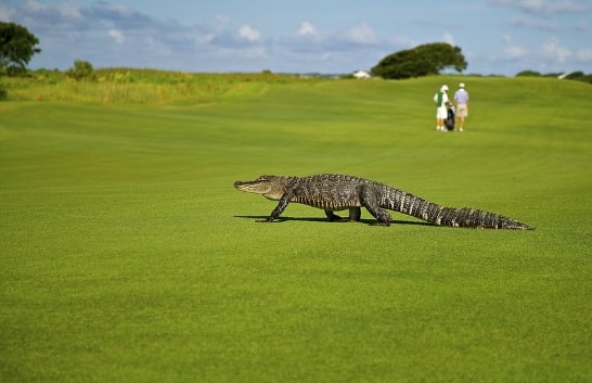 Florida golf course with gator